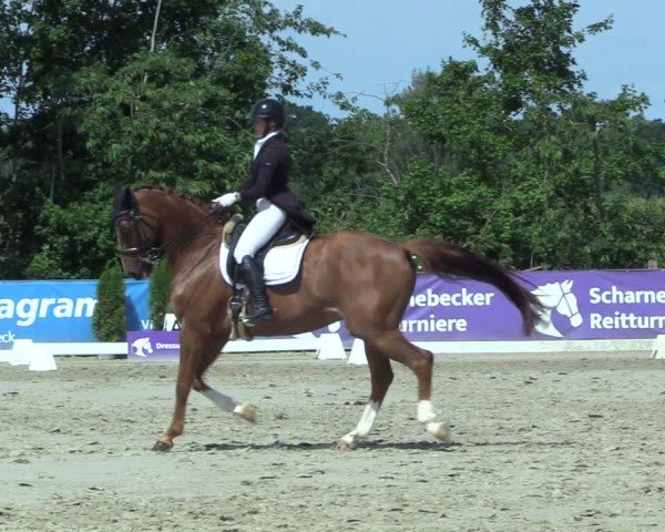 Reitturnier Scharnebeck 2025