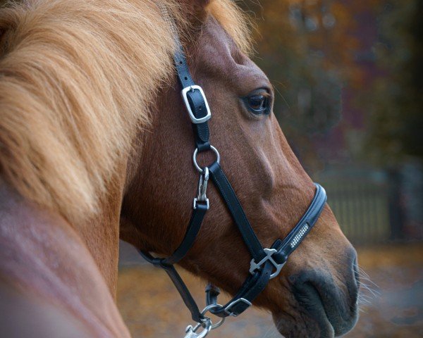 Dressurpferd Dein Victor (Deutsches Reitpony, 2011, von Dein Freund)