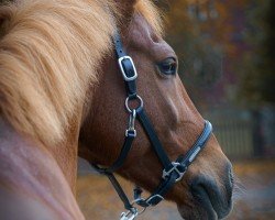 Dressurpferd Dein Victor (Deutsches Reitpony, 2011, von Dein Freund)