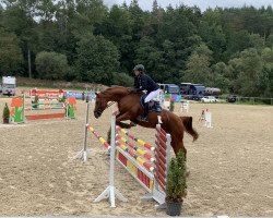 jumper Lui Buh 2 (German Sport Horse, 2011, from Le Sauteur)