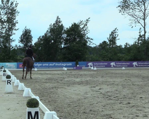 Reitturnier Scharnebeck 2025