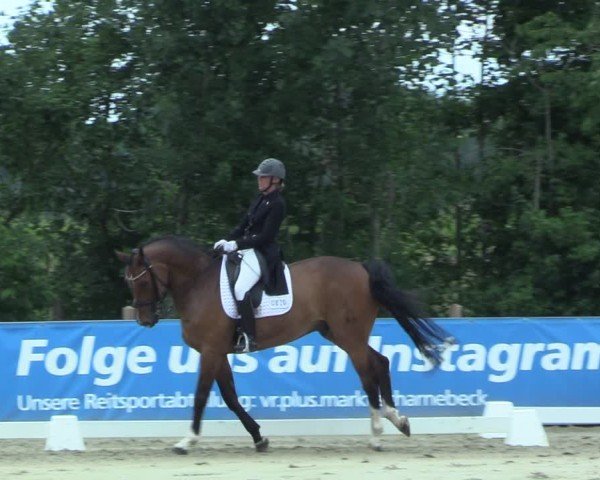 Reitturnier Scharnebeck 2025