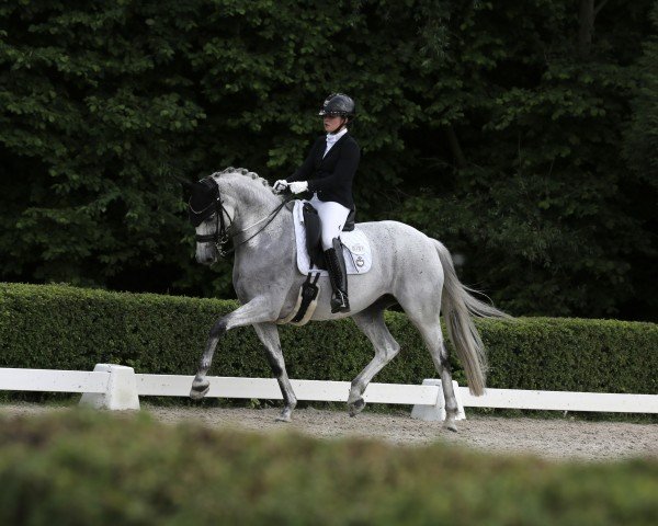 horse Love On 3 (KWPN (Royal Dutch Sporthorse), 2016, from Glamourdale)