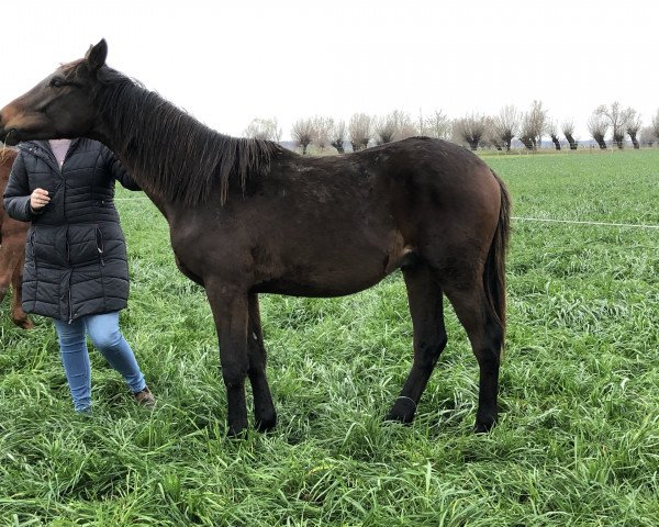 horse Hengst von High Motion x Latimer (Trakehner, 2019, from High Motion 2)