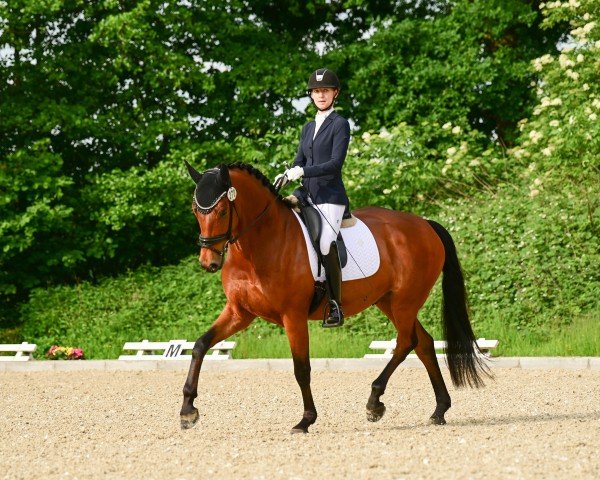 dressage horse Fraser River G (Hanoverian, 2020, from Fürsten-Look)