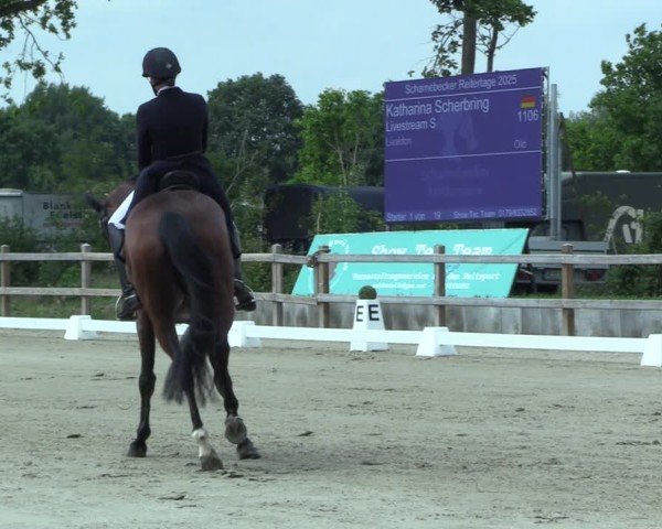 Reitturnier Scharnebeck 2025