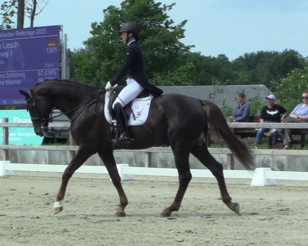 Reitturnier Scharnebeck 2025