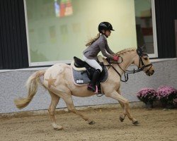 jumper Golden Sunshine 7 (German Riding Pony, 1996, from FS Golden Moonlight)