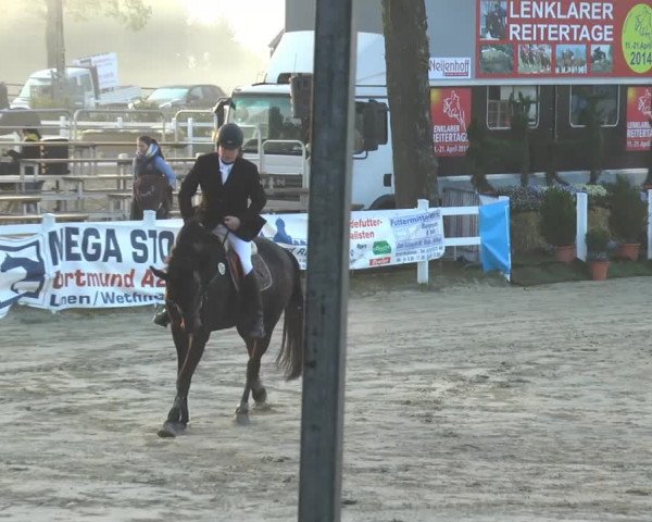 Reitturnier Werne-Lenklar 2014