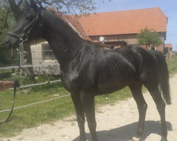 horse Hyas (Trakehner, 2013, from Herakles TSF)