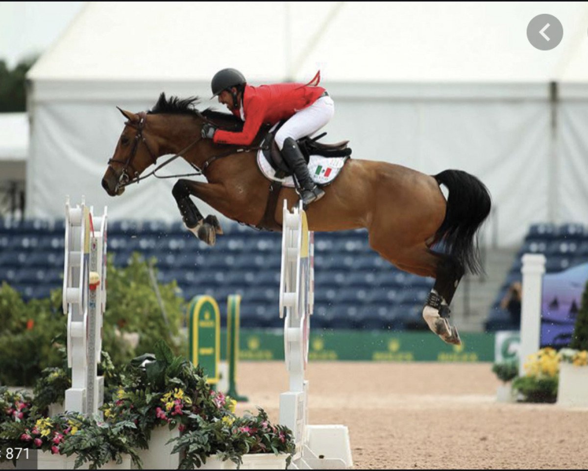Zuchtstute Temascaltepec (Mexikanisches Reitpferd , 2007, von Balou du Rouet)