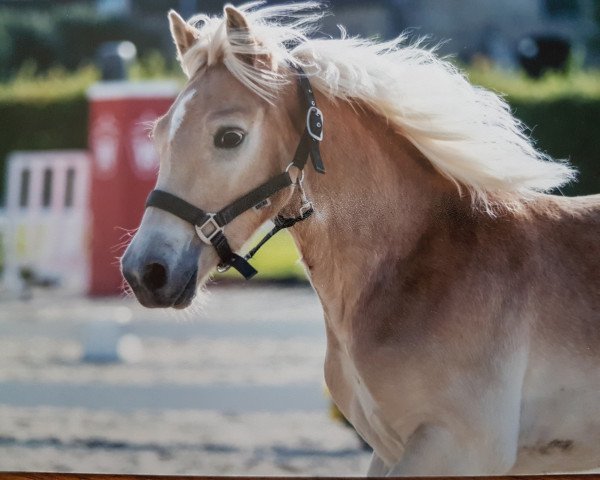 Dressurpferd Stand-By (Haflinger, 2017, von Standard)