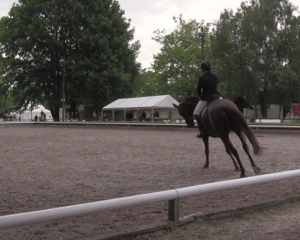 Reitturnier Hamm-Rhynern 2025