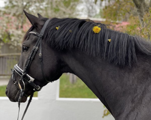 Pferd Despacido (Westfale, 2015, von Dankeschön)