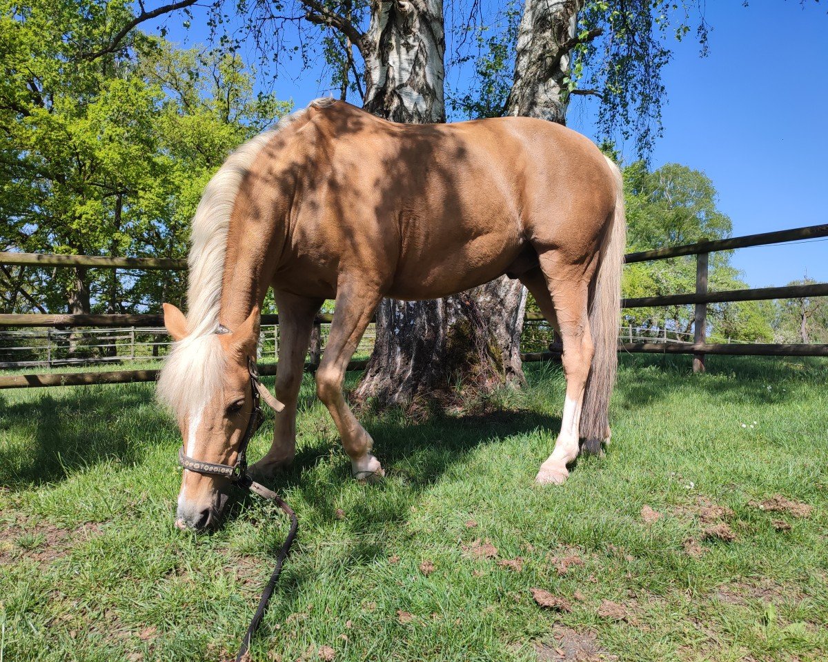 dressage horse No Limet von der Geest (German Riding Pony, 2011, from Nobel Dancing Boy)