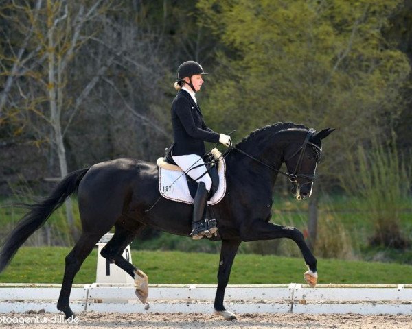 dressage horse Schwarze Prinzessin (German Sport Horse, 2016, from Negro)
