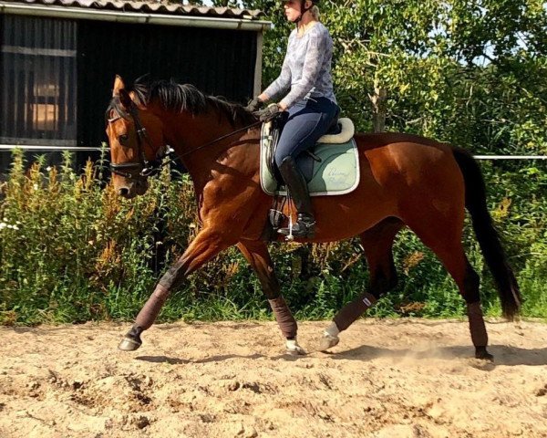 Pferd Donnerlottchen (Oldenburger, 2016, von Le Vivaldi)