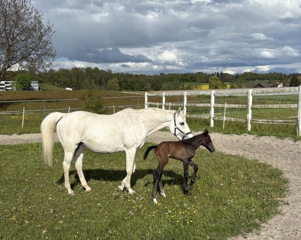 Fohlen von Quirinioh CH (Schweizer Warmblut, 2025, von Quel Homme de Hus)