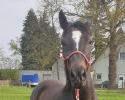jumper Cantan Grannus (Hanoverian, 2013, from Count Grannus)