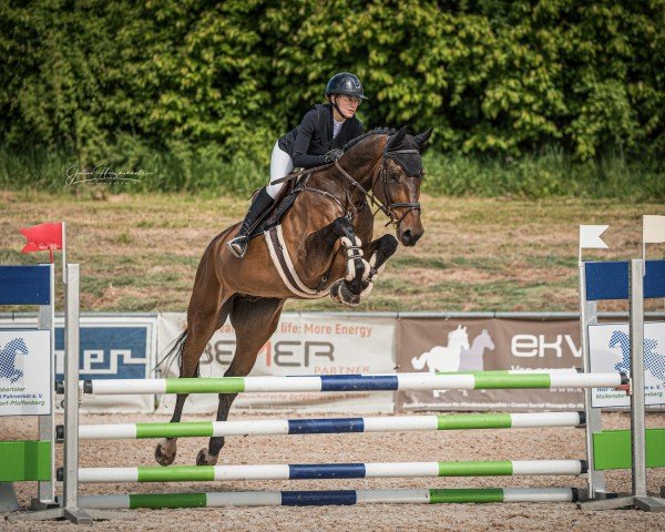 Cavallo da salto Double Espoir 4 (Zangersheide Reitpferd, 2019, di Diamant de Semilly)