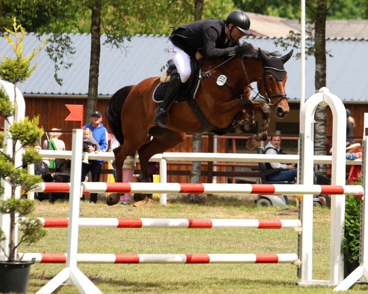 Springpferd Kentucky Vintage GH (Oldenburger Springpferd, 2018, von Kannan)