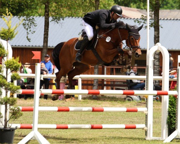 Springpferd Kentucky Vintage GH (Oldenburger Springpferd, 2018, von Kannan)
