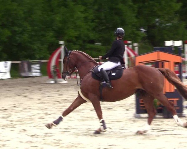 Reitturnier Kropp 2025