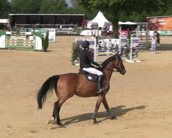Reitturnier Hellefeld 2025