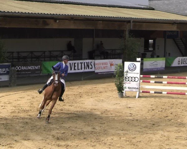 Reitturnier Hellefeld 2025
