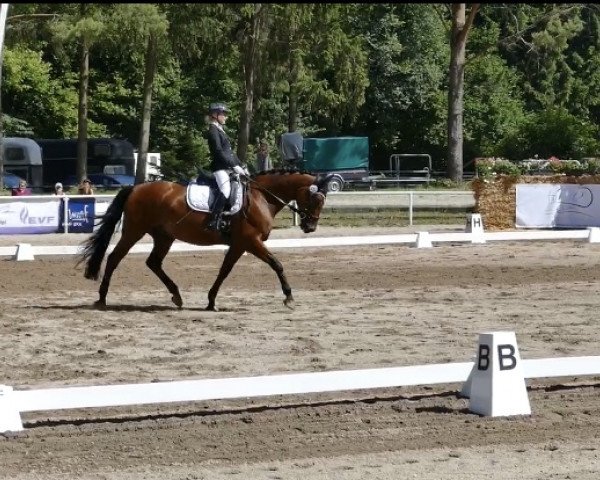 dressage horse Gironimo 103 (Zweibrücken, 2004, from Glorieux)