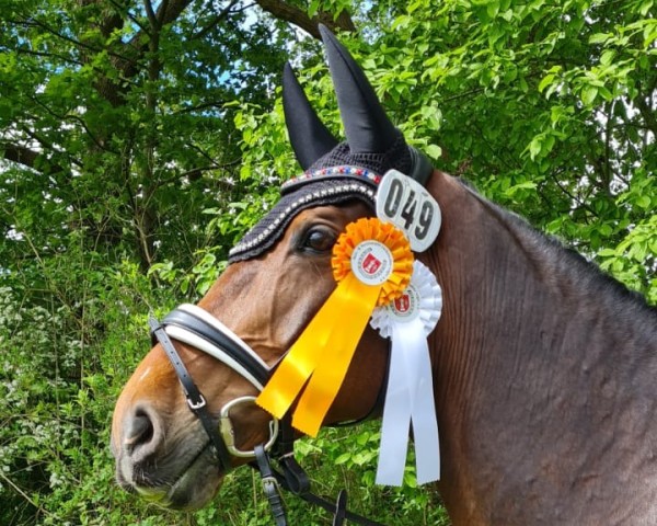 Dressurpferd Kjento 2 (Holsteiner, 2015, von Castelan II Pkz)