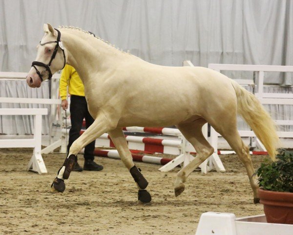 Pferd Reuschbachhofs Dolph Lundgren (Deutsches Reitpony, 2021, von Reitland's Diamonds Gold)