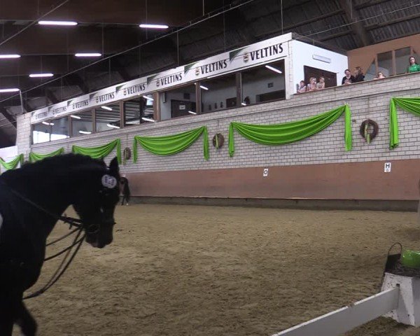 Reitturnier Hellefeld 2025