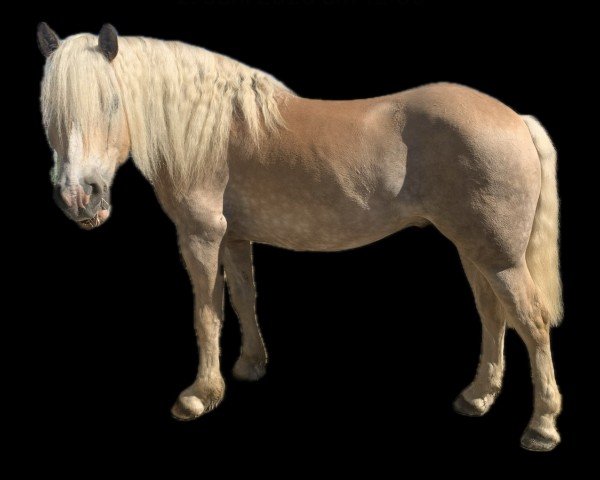 dressage horse Nakito vum Hesperschlass (Haflinger, 2014, from Newlook)