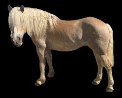 dressage horse Nakito vum Hesperschlass (Haflinger, 2014, from Newlook)