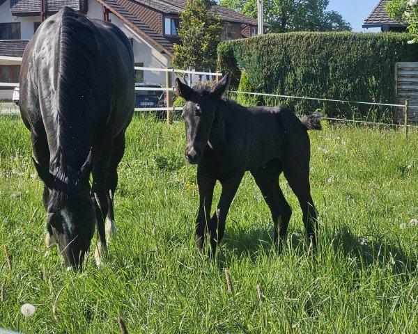 broodmare Fleur (Westphalian, 2010, from Flanagan)