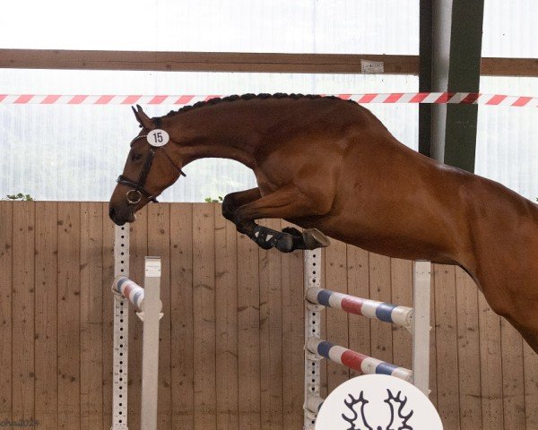 horse Honeypenny (Trakehner, 2021, from TSF Kros)