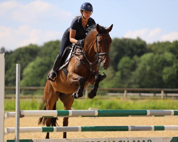 horse Heart of Kros (Trakehner, 2020, from TSF Kros)