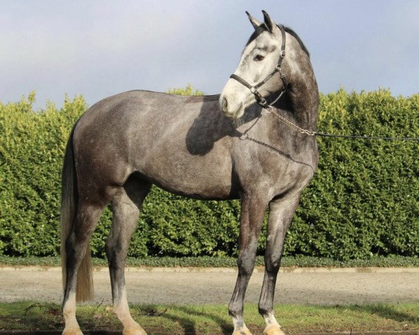 jumper Cordaux (Westphalian, 2016, from Cordess 2)
