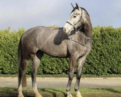 Springpferd Cordaux (Westfale, 2016, von Cordess 2)