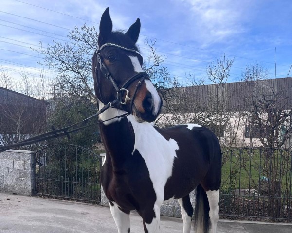 Dressurpferd Mayleen CH (Schweizer Warmblut, 2020, von Chess M)