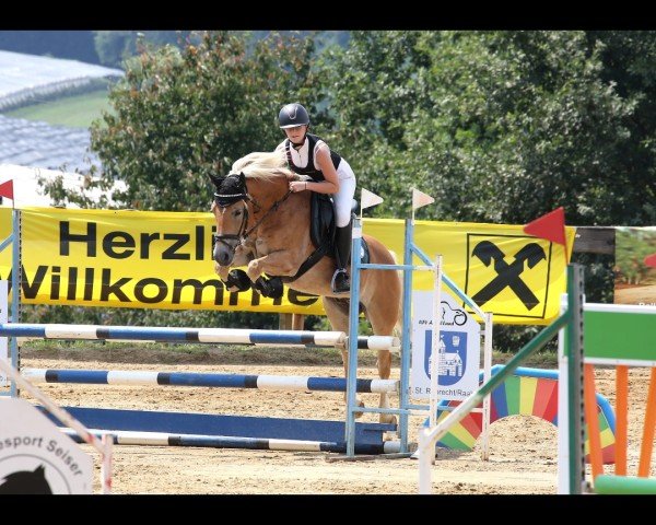 Springpferd Alpenprinz 2 (Haflinger, 2018, von Arjen-B)