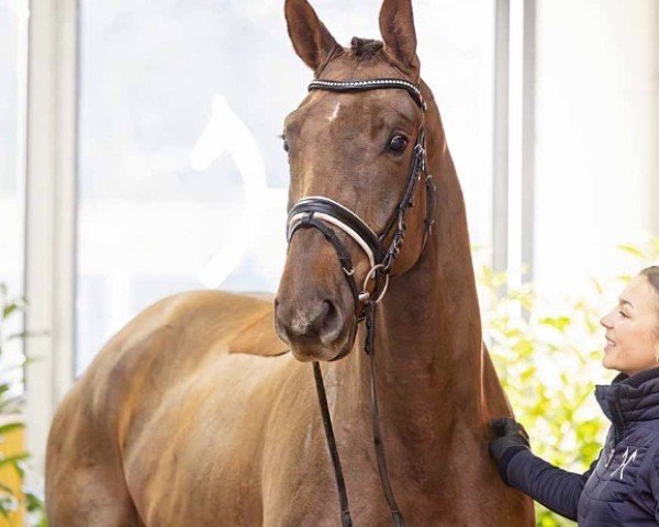 horse Völler (Hanoverian, 2021, from Harmony's V-Plus)