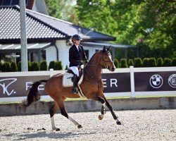 jumper Colour Dream K (German Sport Horse, 2020, from Cashmere 44)
