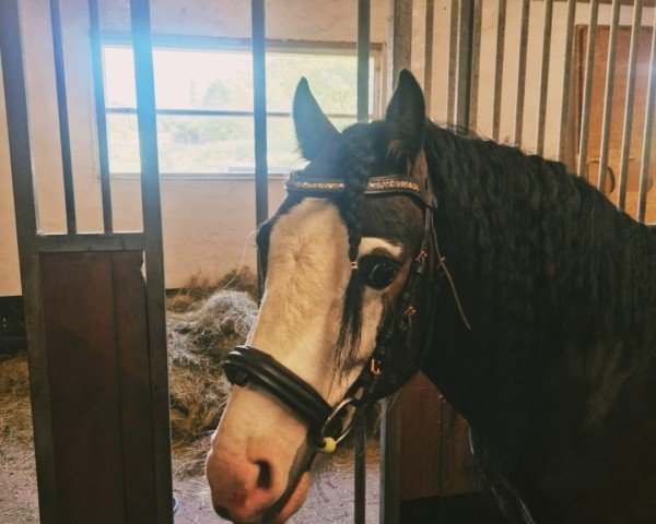 Pferd Quintus (Deutsches Reitpony, 2022, von Quaterback's Junior)