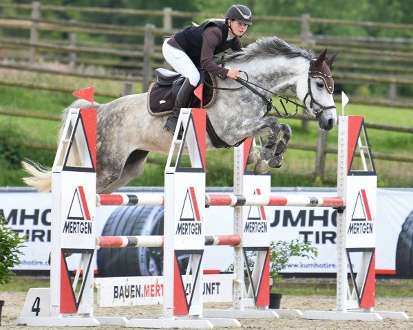 jumper Chacoon's lovely Calea (German Sport Horse, 2018, from Chacoon Blue)