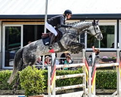jumper Diacoeur (Hanoverian, 2019, from Diacontinus)