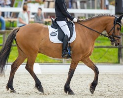 dressage horse Viktor der Außergewöhnliche (Westphalian, 2017, from Future Dream)