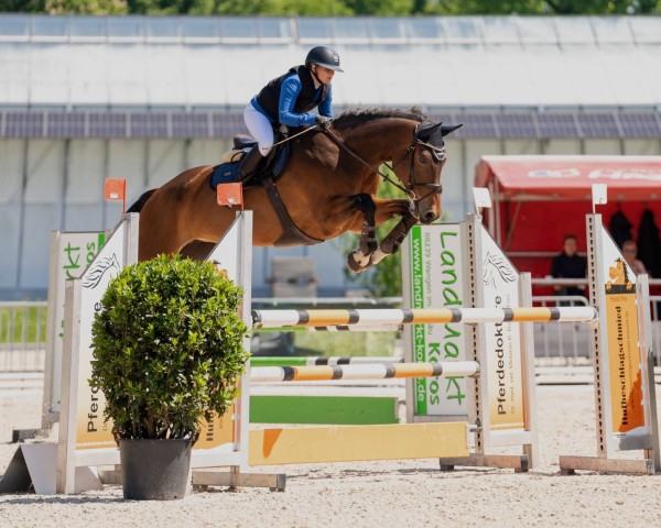 jumper Carrica 12 (Hanoverian, 2013, from Carrico)