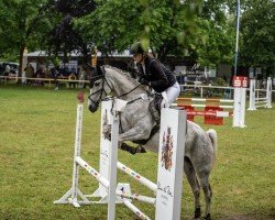 jumper El S Kamree ox (Arabian, 2015)